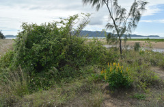Crotalaria mitchellii