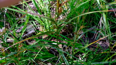 Schoenus grandiflorus