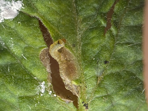 Phthorimaea absoluta