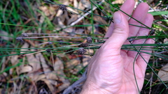 Mesomelaena pseudostygia