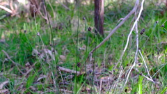 Mesomelaena pseudostygia