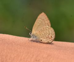 Anthene emolus