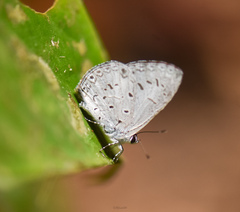 Acytolepis puspa