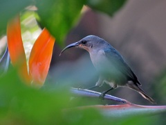 Strelitzia reginae reginae