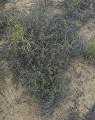 Indigofera linifolia