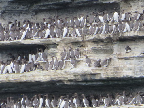 Common Murre, photo 7 of 9