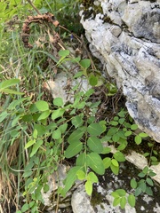 Paliurus spina-christi