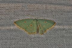 Comostola meritaria