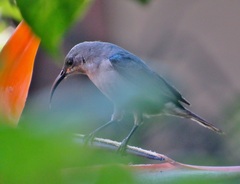 Strelitzia reginae reginae