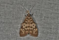 Sommeria marchalii