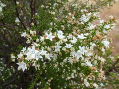 Philotheca angustifolia