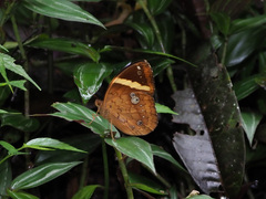 Xanthotaenia busiris