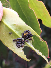 Paropsisterna agricola