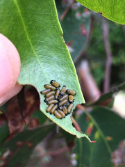 Paropsisterna agricola