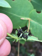 Paropsisterna agricola