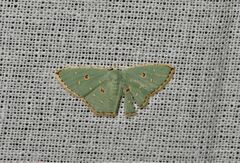 Comostola meritaria