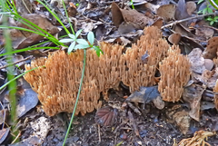 Ramaria gracilis