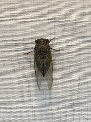 Cryptotympana facialis