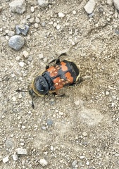 Nicrophorus sepulchralis