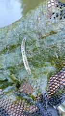 Cobitis elongatoides