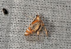 Nymphicula