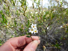Halgania andromedifolia