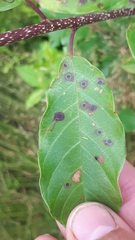 Bucculatrix frangutella