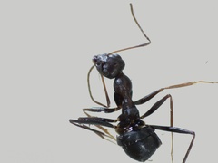 Formicinae