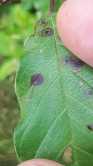 Bucculatrix frangutella