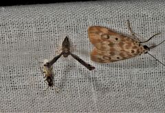 Sommeria marchalii