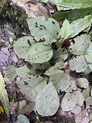 Symphytum grandiflorum