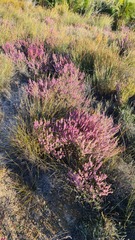 Erica glabra