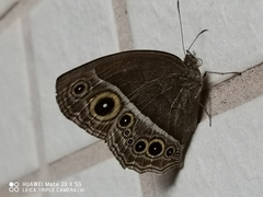 Mycalesis