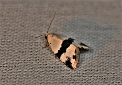 Maliattha ruptifascia