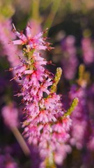 Erica glabra