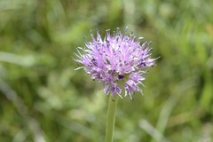 Allium validum