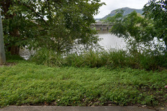 Desmodium scorpiurus