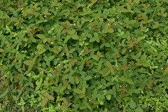 Desmodium scorpiurus