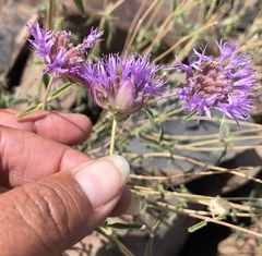 Monardella odoratissima glauca