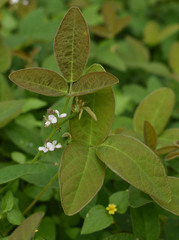 Desmodium scorpiurus