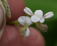 Desmodium scorpiurus
