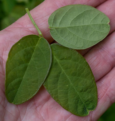 Desmodium scorpiurus