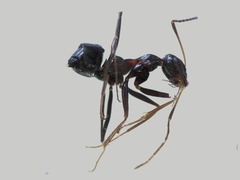 Formicinae