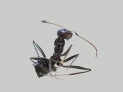 Formicinae