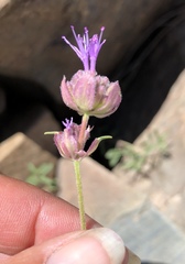 Monardella odoratissima glauca