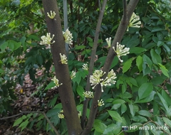 Phaleria clerodendron