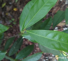 Phaleria clerodendron
