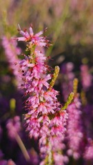 Erica glabra