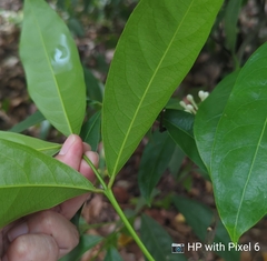 Phaleria clerodendron