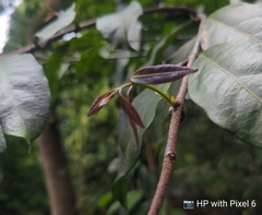 Phaleria clerodendron